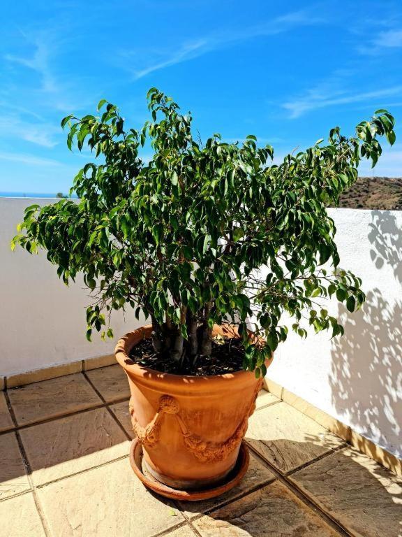 Blue Jasmine Lejlighed La Cala Del Moral Eksteriør billede